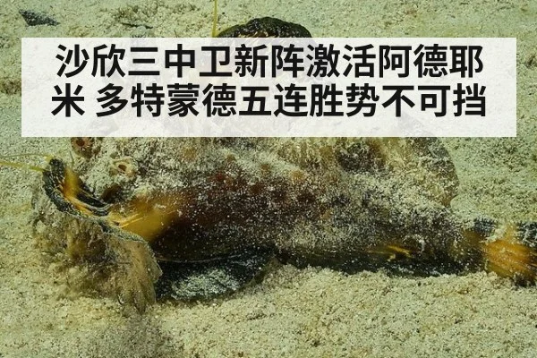 沙欣三中卫新阵激活阿德耶米 多特蒙德五连胜势不可挡